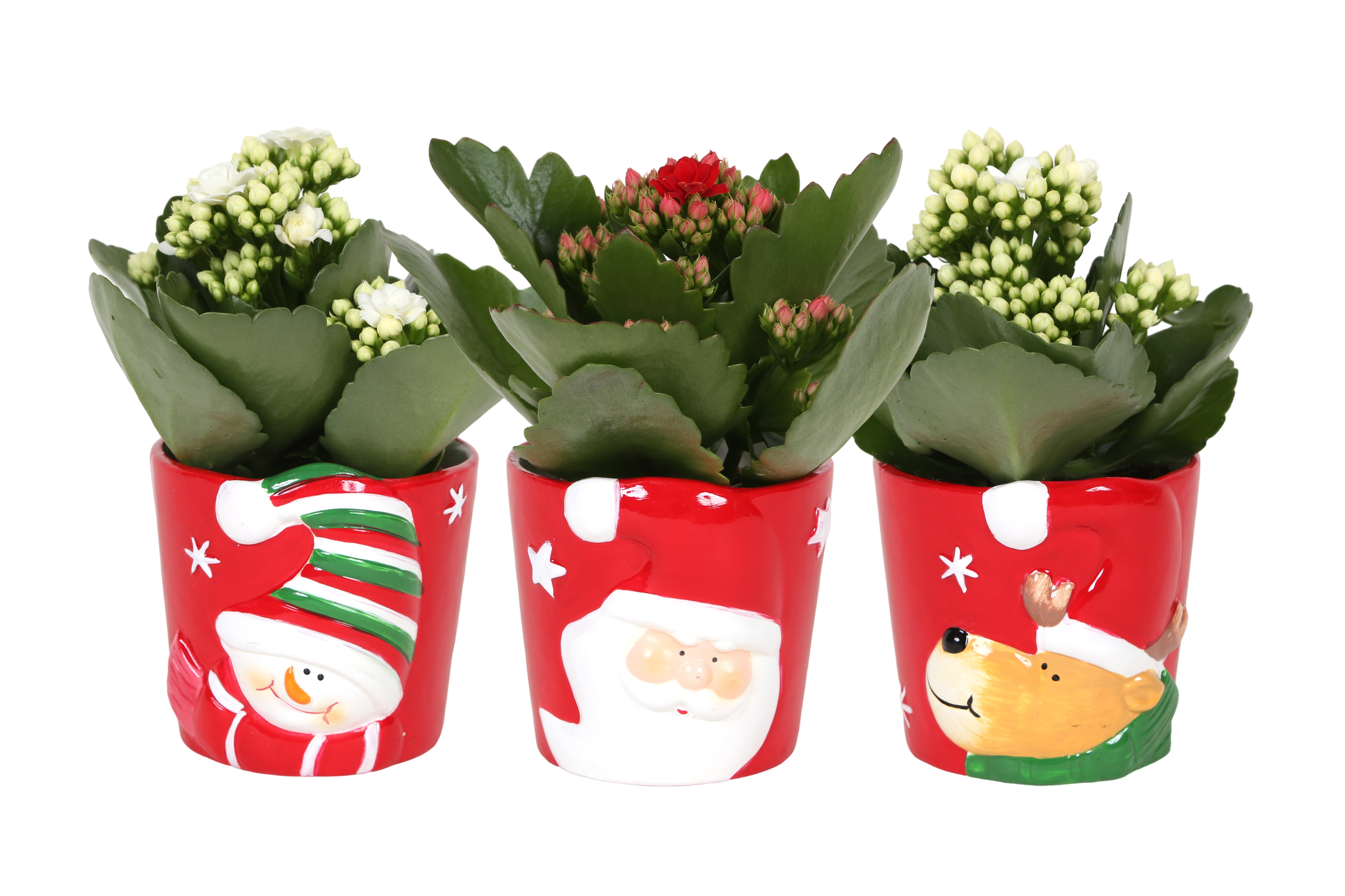 KP-873.1 - Kalanchoe Rosalina 7cm in kerstpot 3 assorti, D 7