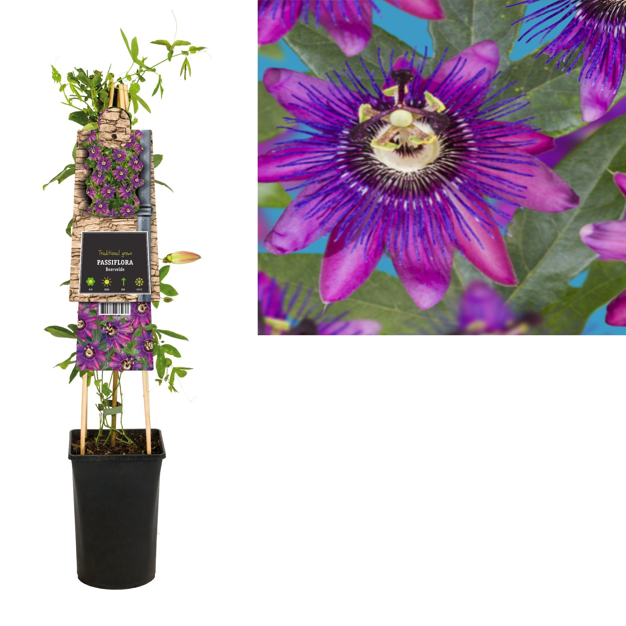 Passiflora beervelde +3.0 label, D 17