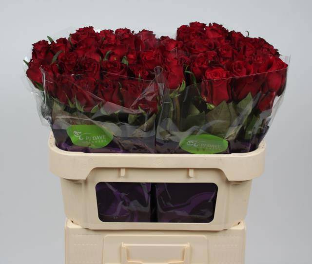 Роза од. Эвер Рэд 70, шт.