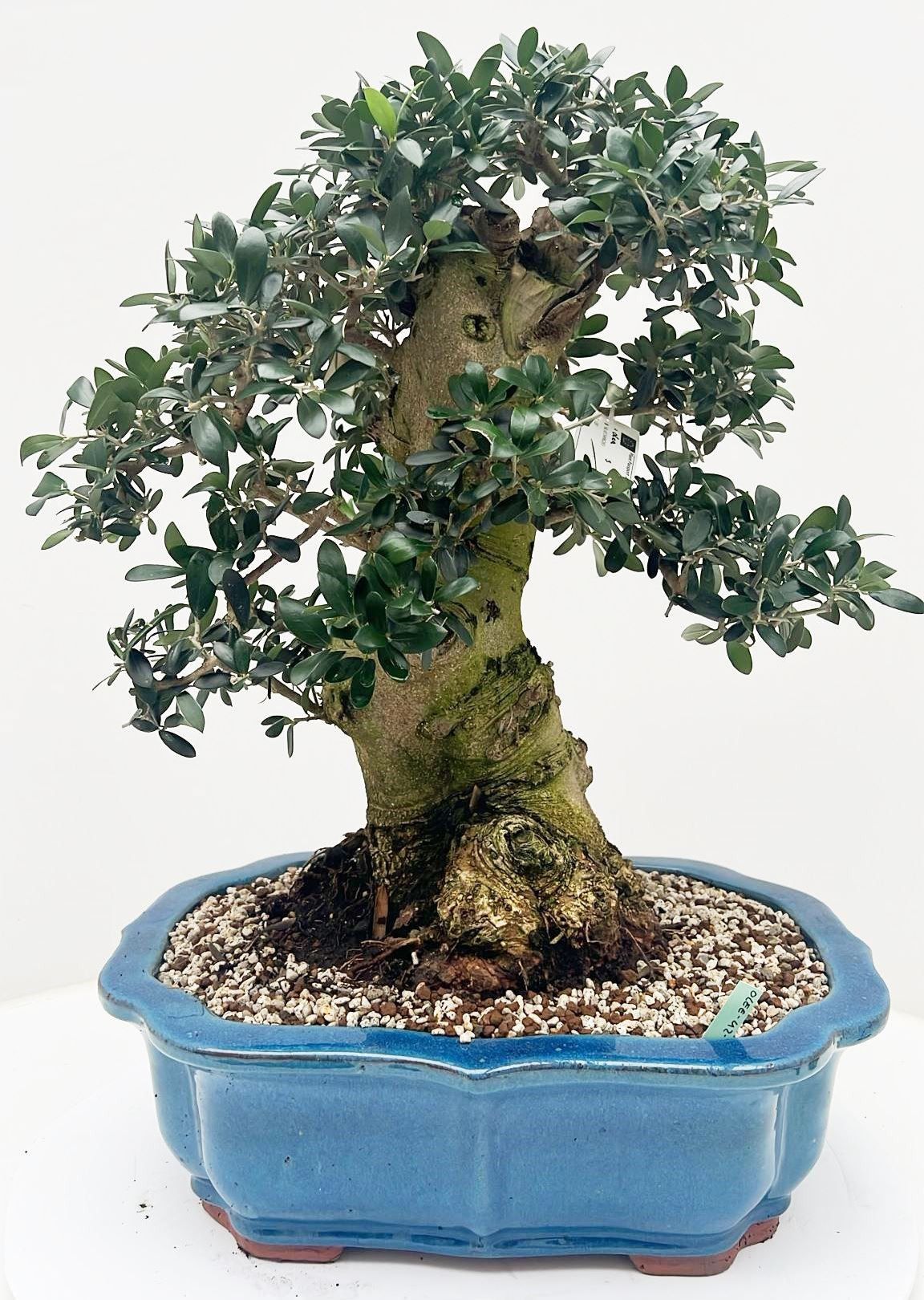 Olea europaea, pot 42cm. Height 65cm. (single item), D 42