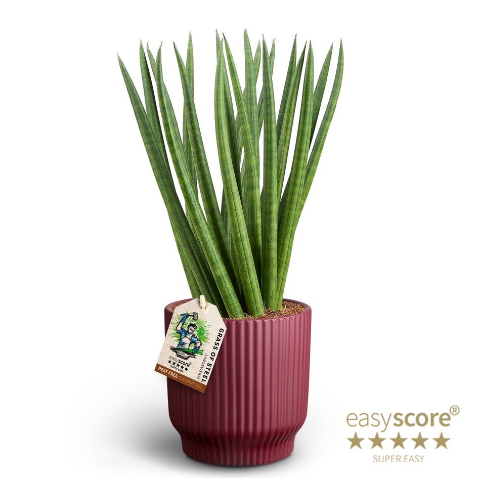 SANSEVIERIA CYLINDRICA 41131661 Nordic Aub Spaghetti, D 12 cm