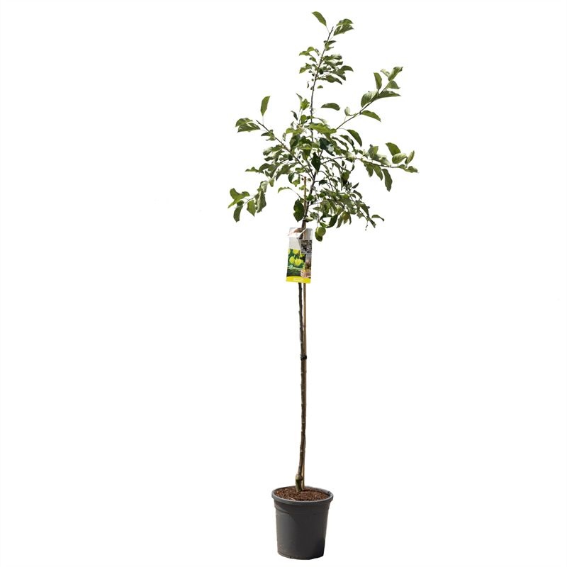 Malus dom. Golden Delicious hoog VERS GEPOT, Gele handappel, D 31