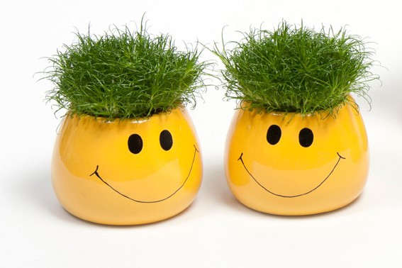 SAGINA PROCUMBENS E 2988, D 6