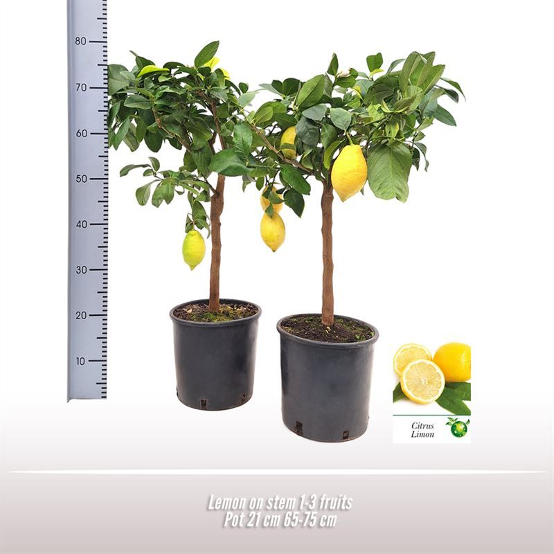 Citroen op stam, D 21