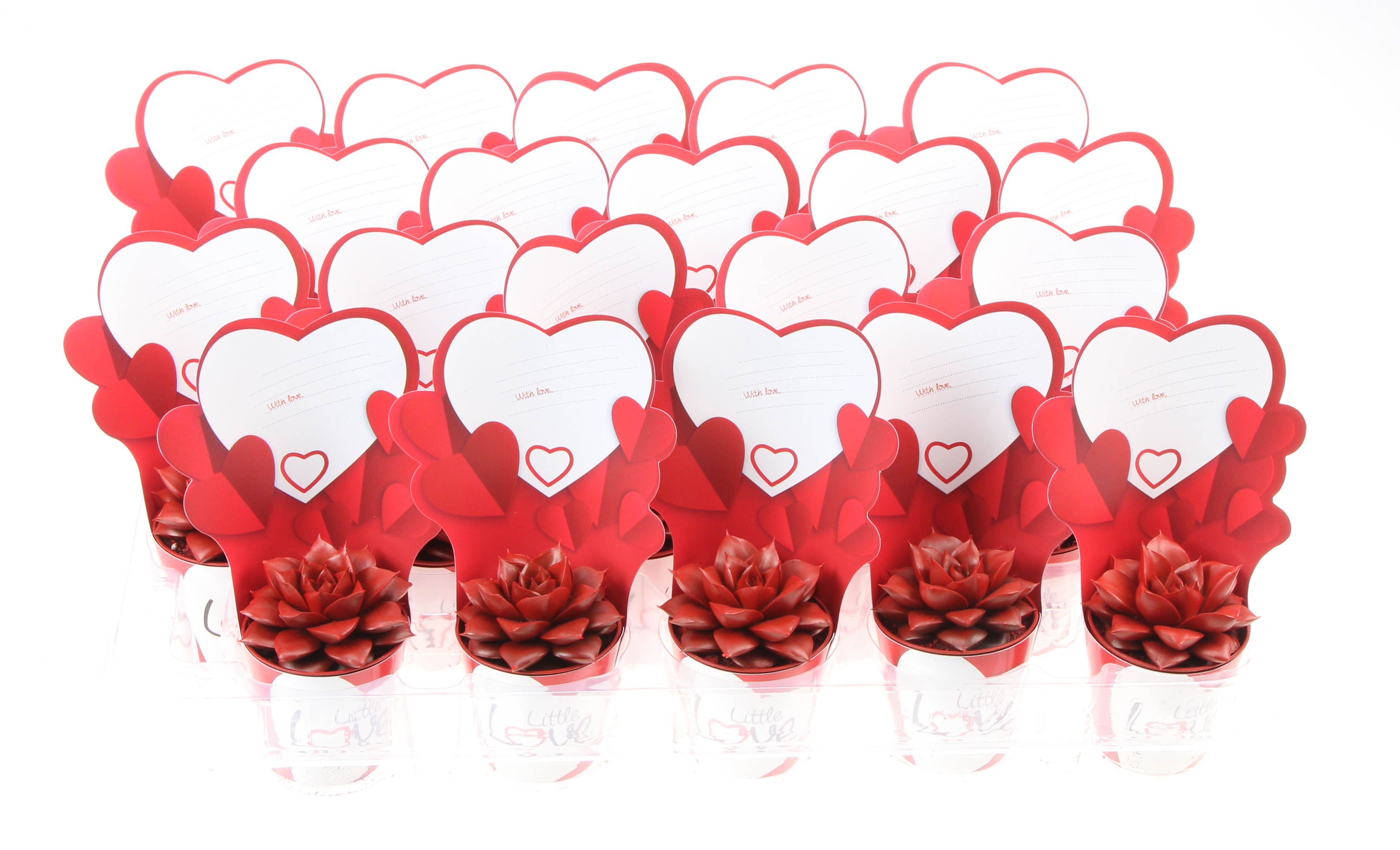 Potcover little love purper rood, D 5,5