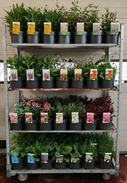 623 : Pot 19 cm VANAF 10 CC KARREN VASTE PLANTEN MIX - GROWERS CHOICE, D 19