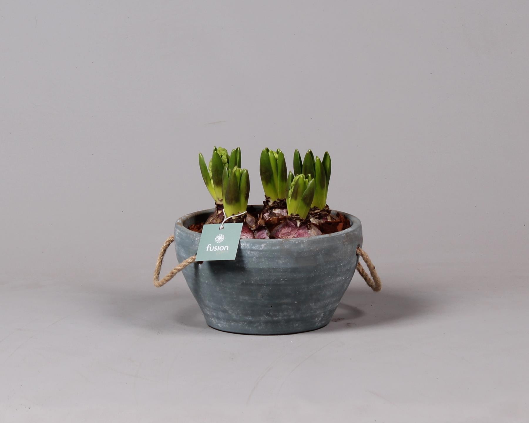 Cement pot met handvaten en Hyacint, D 18