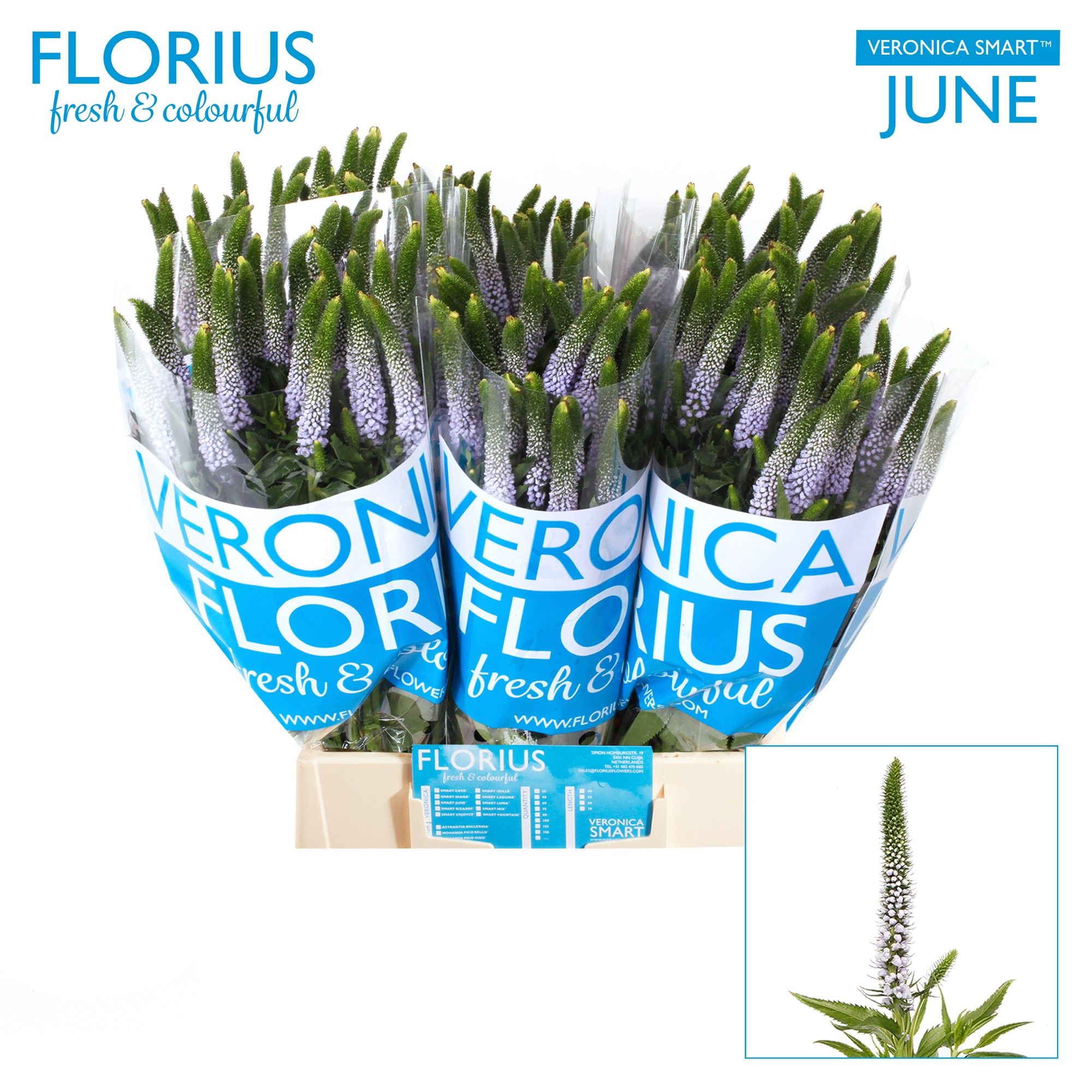 Вероника Смарт Джун 50, шт.