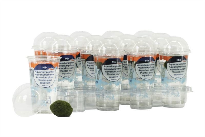 Chladophlora 3-4 cm in beker, D 5