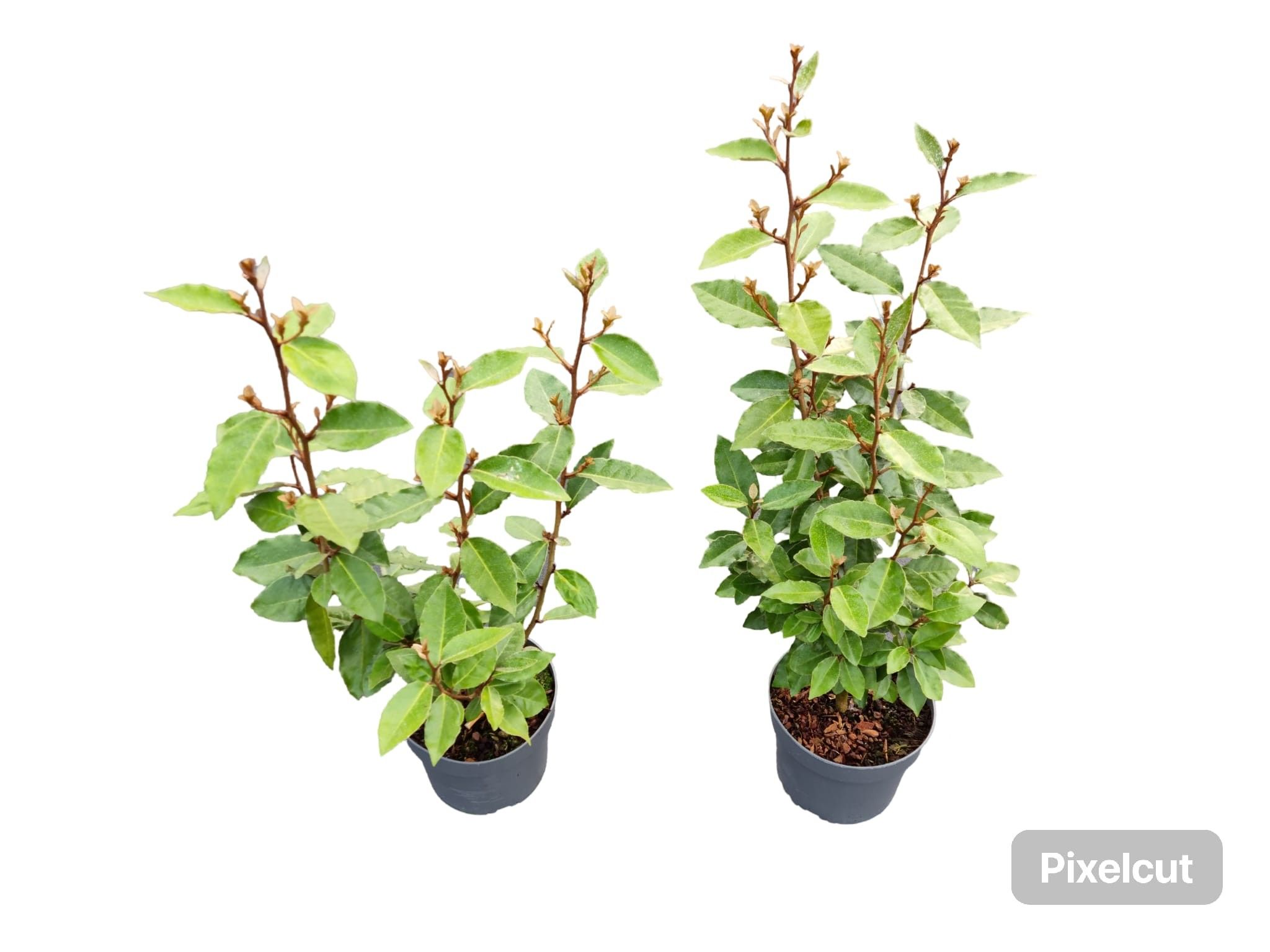 Elaeagnus ebb. Compacta p17, D 17 cm Elaeagnus ebb. Compacta p17, D 17 cm