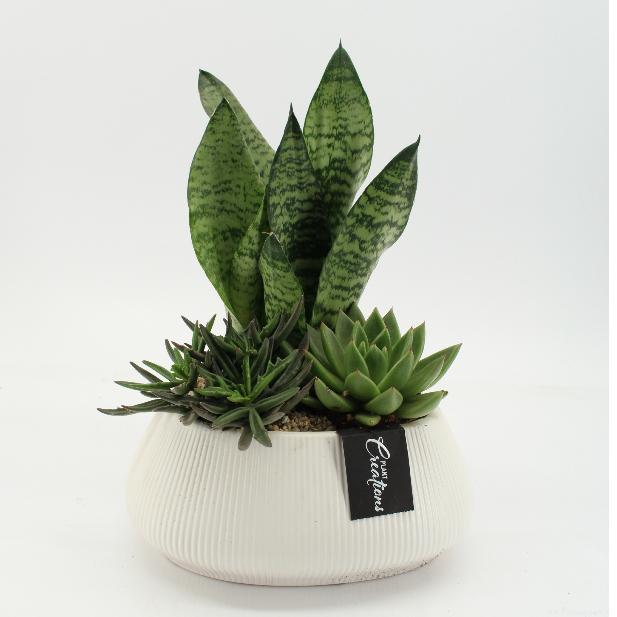 SUCR-2643 Succulent Essentials, D 24