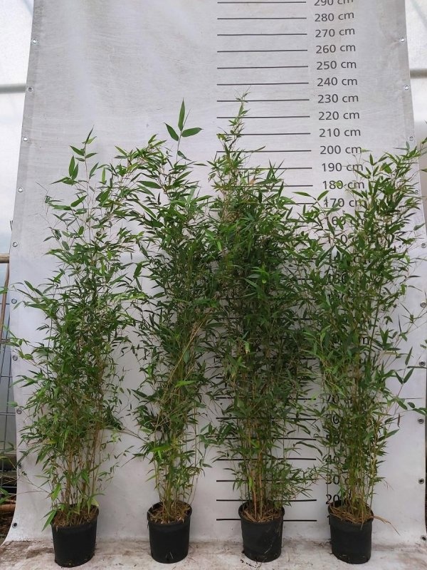 Phyllostachys aureos. 'Spectabilis', D 23