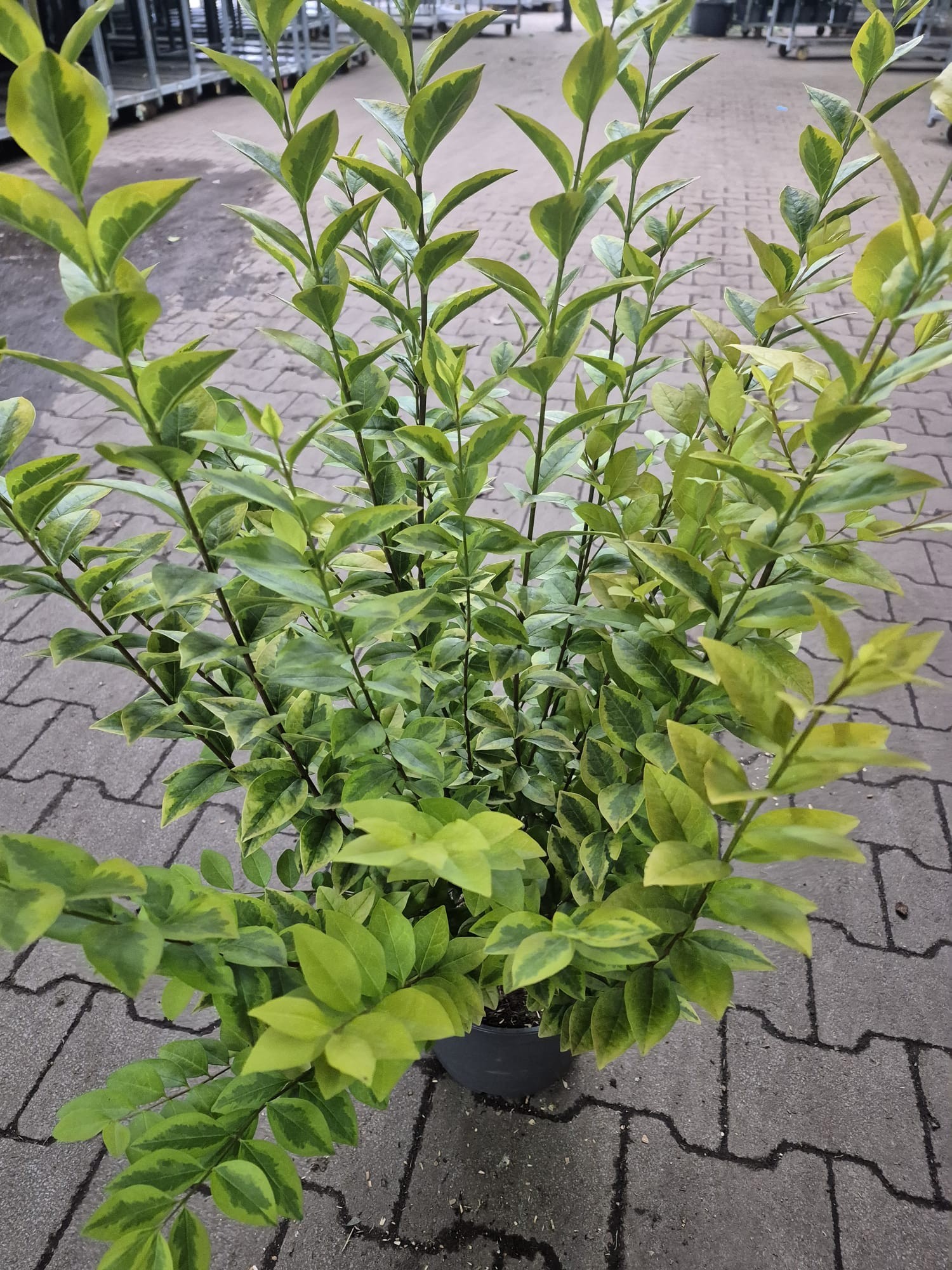 Ligustrum oval. 'Aureum' 80-100, D 23