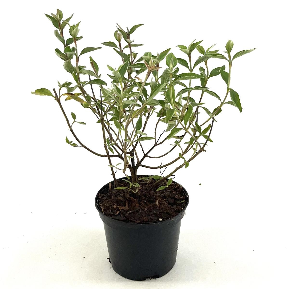 Cistus 'Silver Pink', D 17