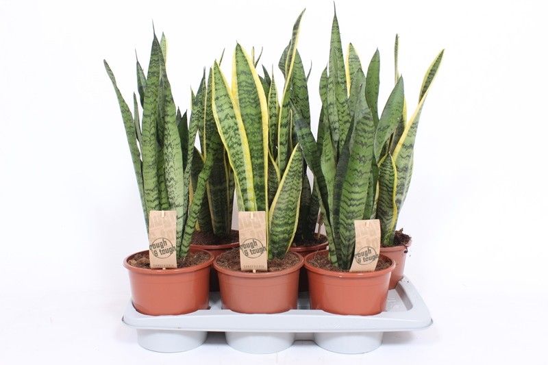 Sansevieria mix, D 17