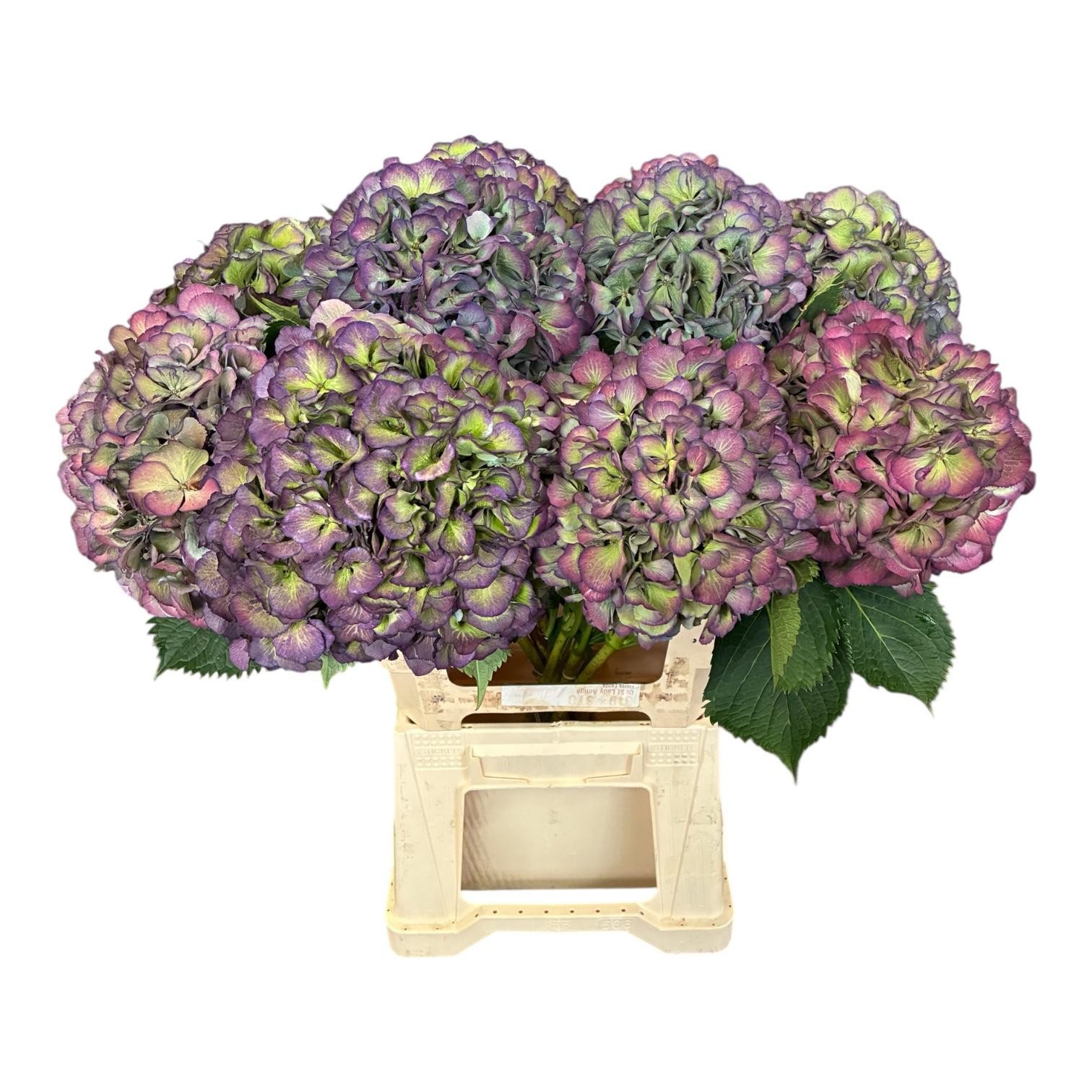 Гортензия Элбтал Классик 65 (зелено-красн.), шт.