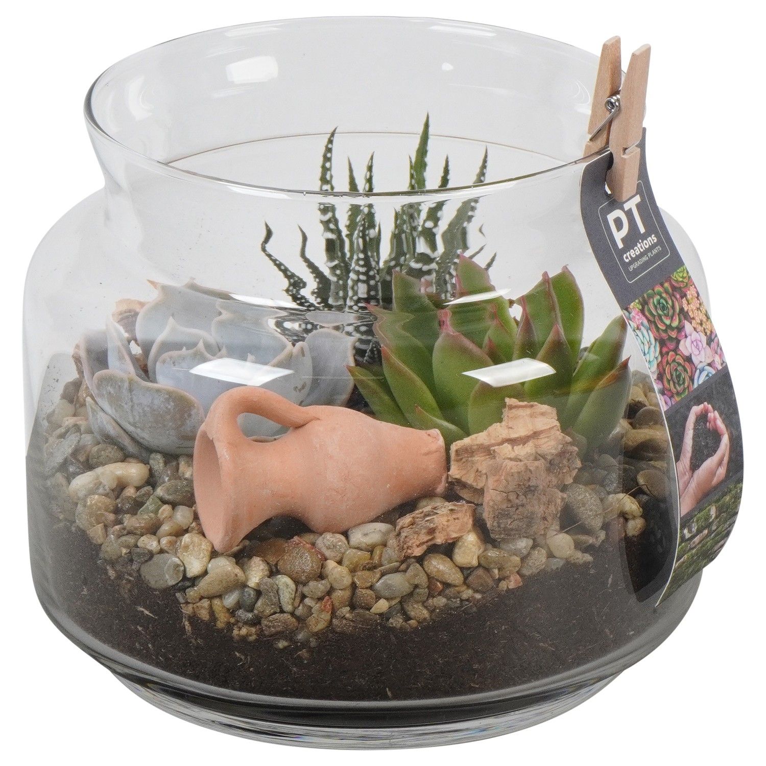 PTSU8415 Arrangement Succulenten in glazen vaas, D 16