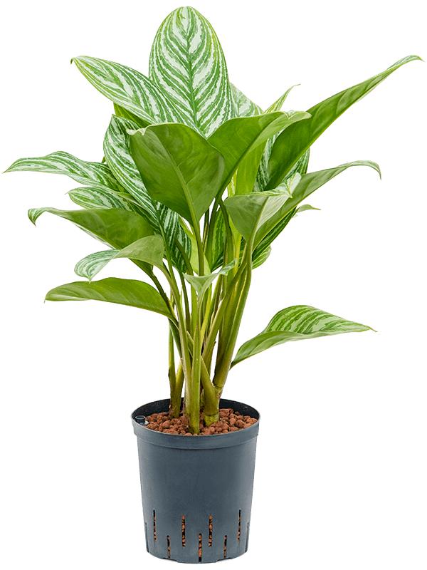 Aglaonema 'Stripes', D 18 cm