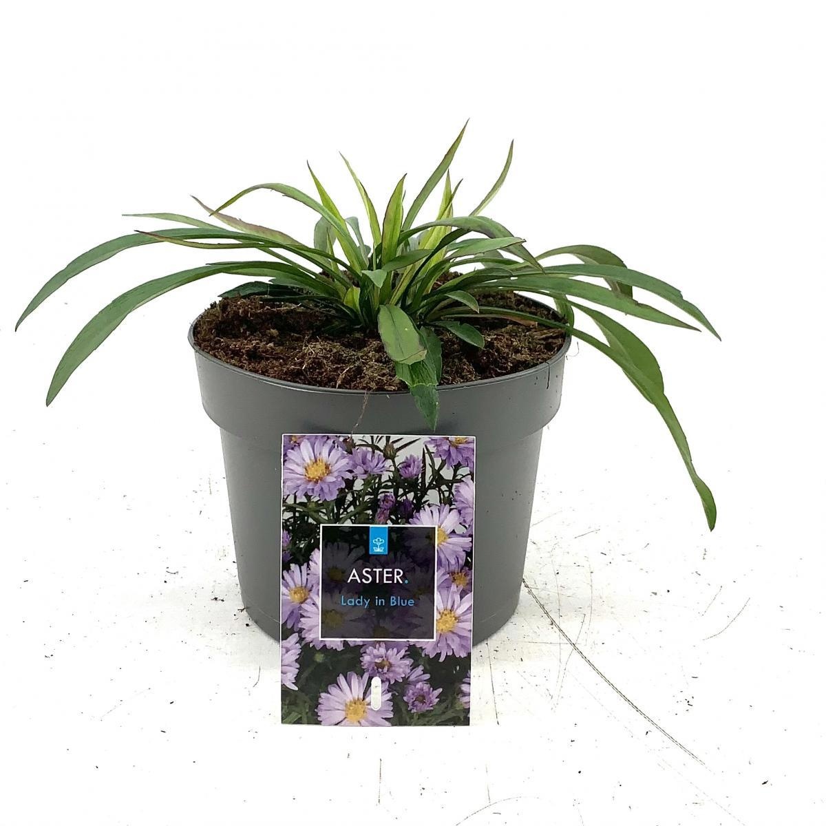 Aster (D) 'Lady in Blue', D 17