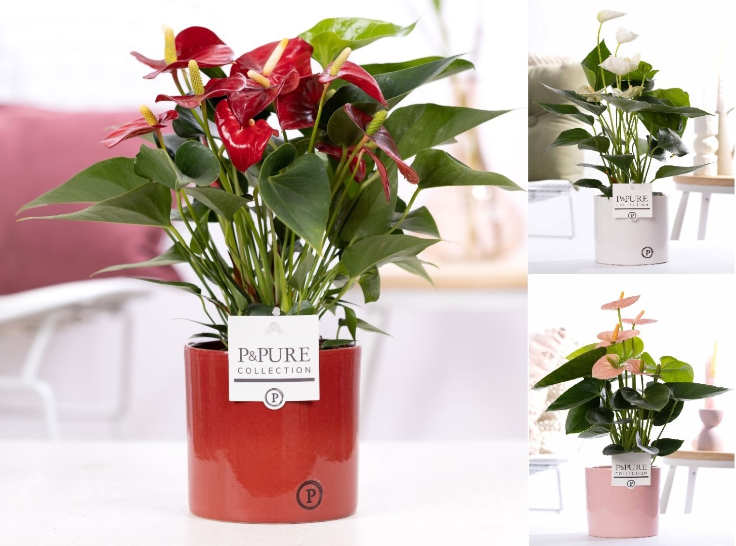 Anthurium mix in P&PURE Essential cer. ass. 3, D 12 cm