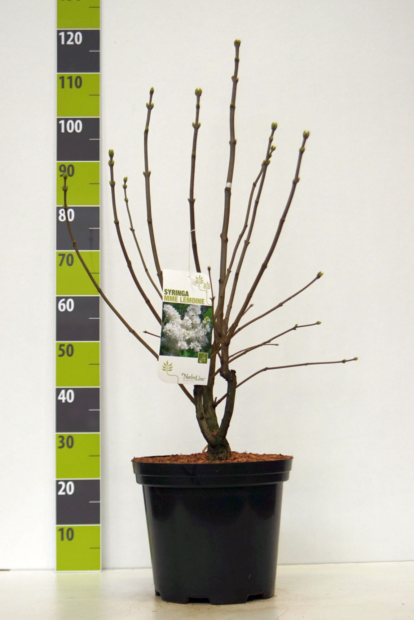 Syringa 'Souv. Alice Harding' C 12, D 30