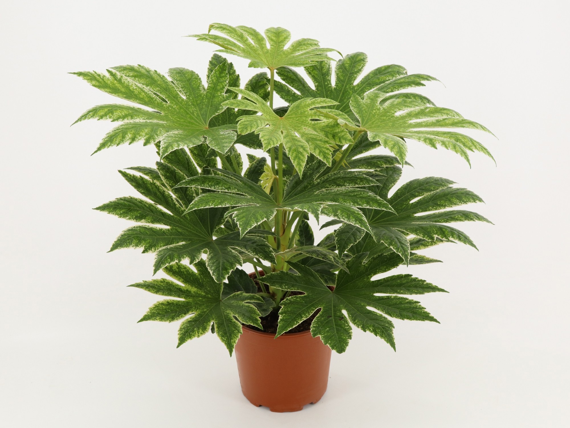 Fatsia Spider's Web, D 21