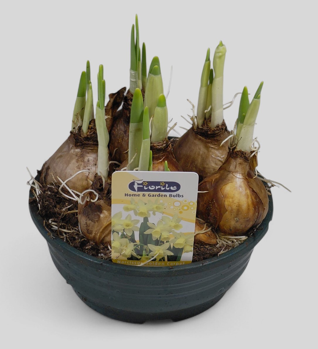 Narcis Golden Carpet schaal 16 cm, D 16