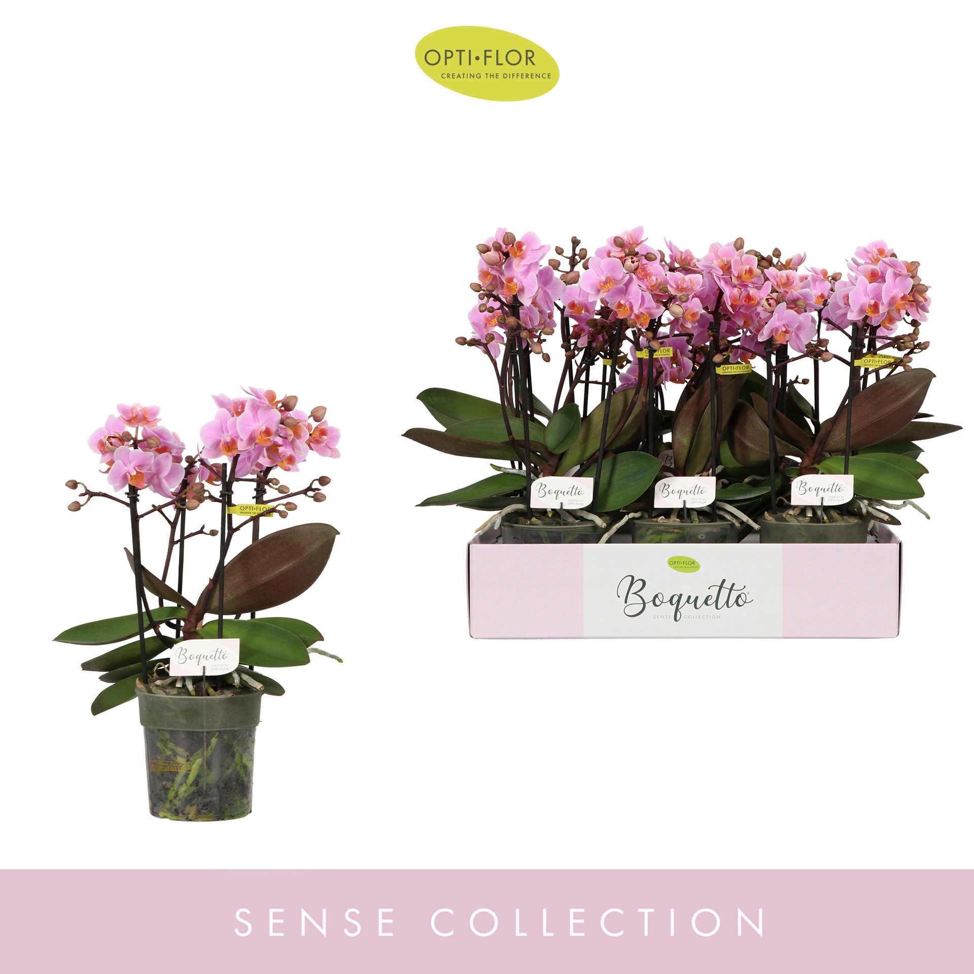 Boquetto Romantico 3-5 spike, D 12 cm