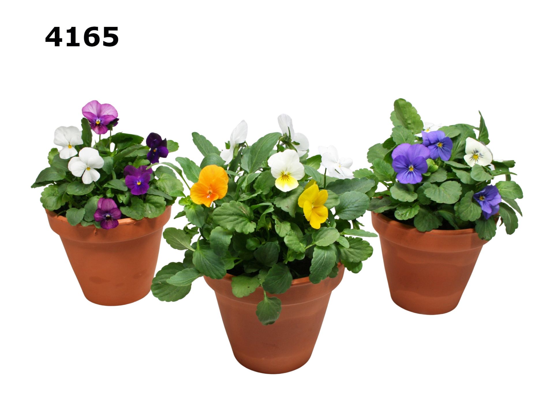 Viool in roodsteen bloempot S, D 12 cm Viool in roodsteen bloempot S, D 12 cm