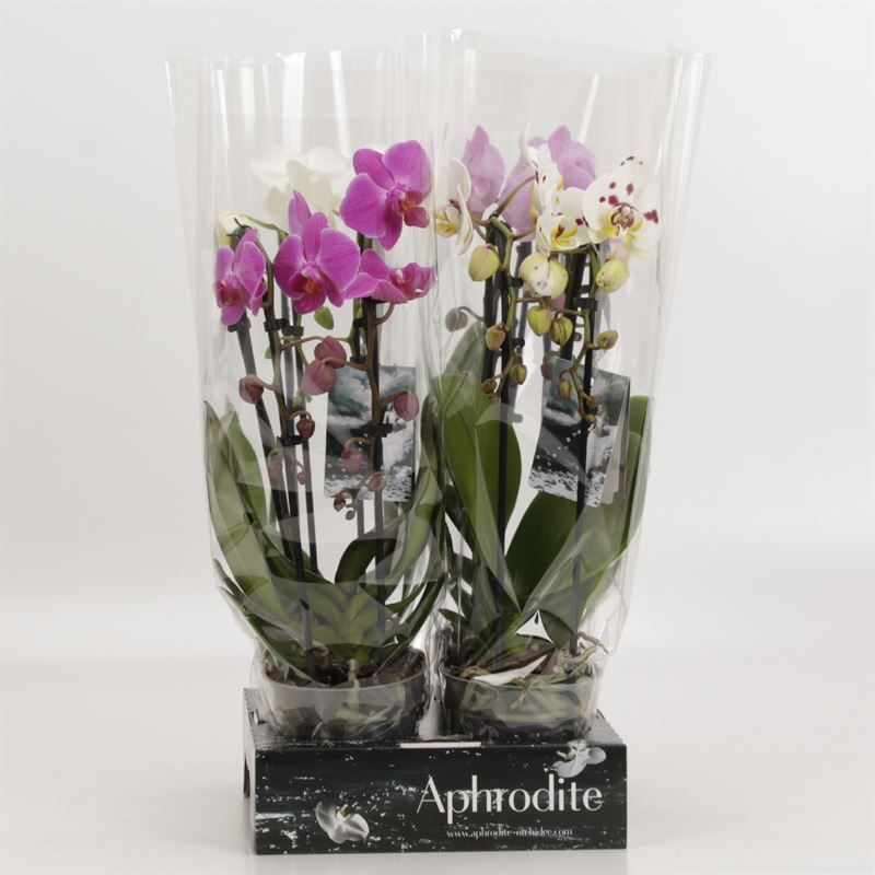 Phalaenopsis Elegant Cascade cascade duoboga gemengd goddess, D 12