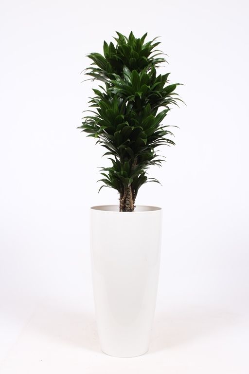 Dracaena Compacta in Santorini pot "wit", D 33