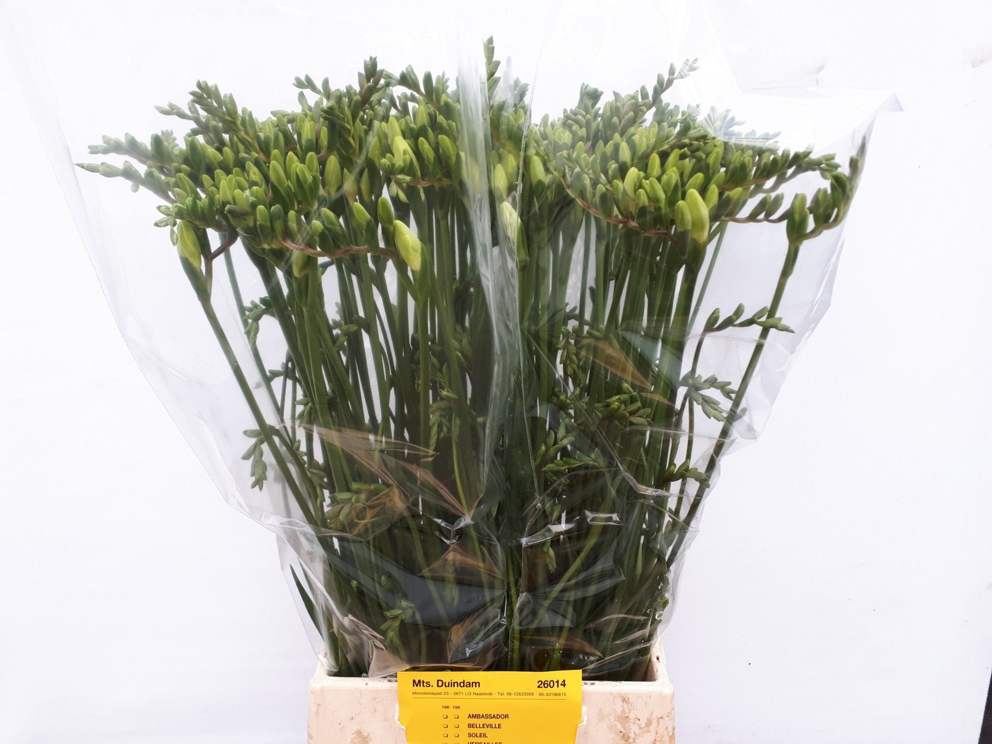 Фрезия од. Амбассадор 55, шт.