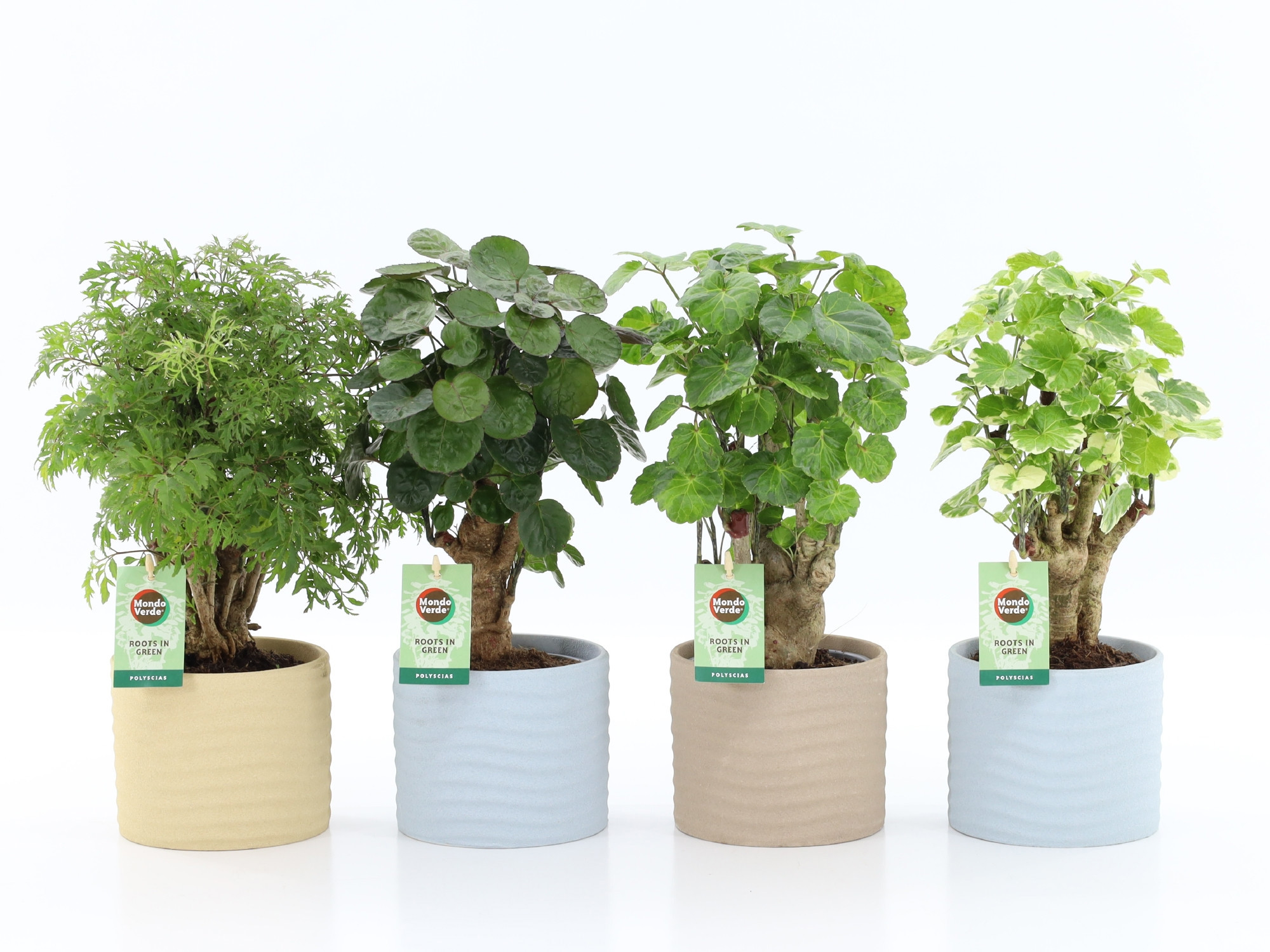 Polyscias Mix 12cm in Ibiza keramiek, D 13