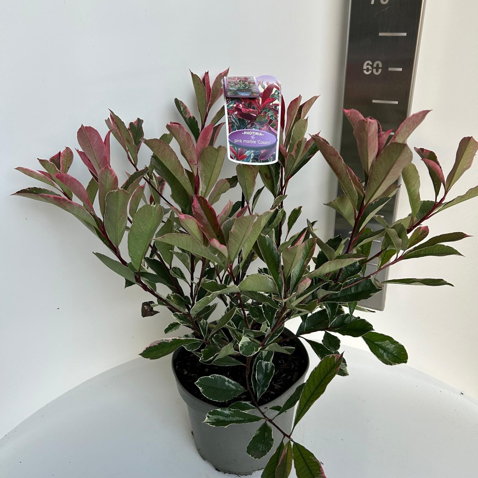 Photinia fras. Pink Marble, D 23 cm