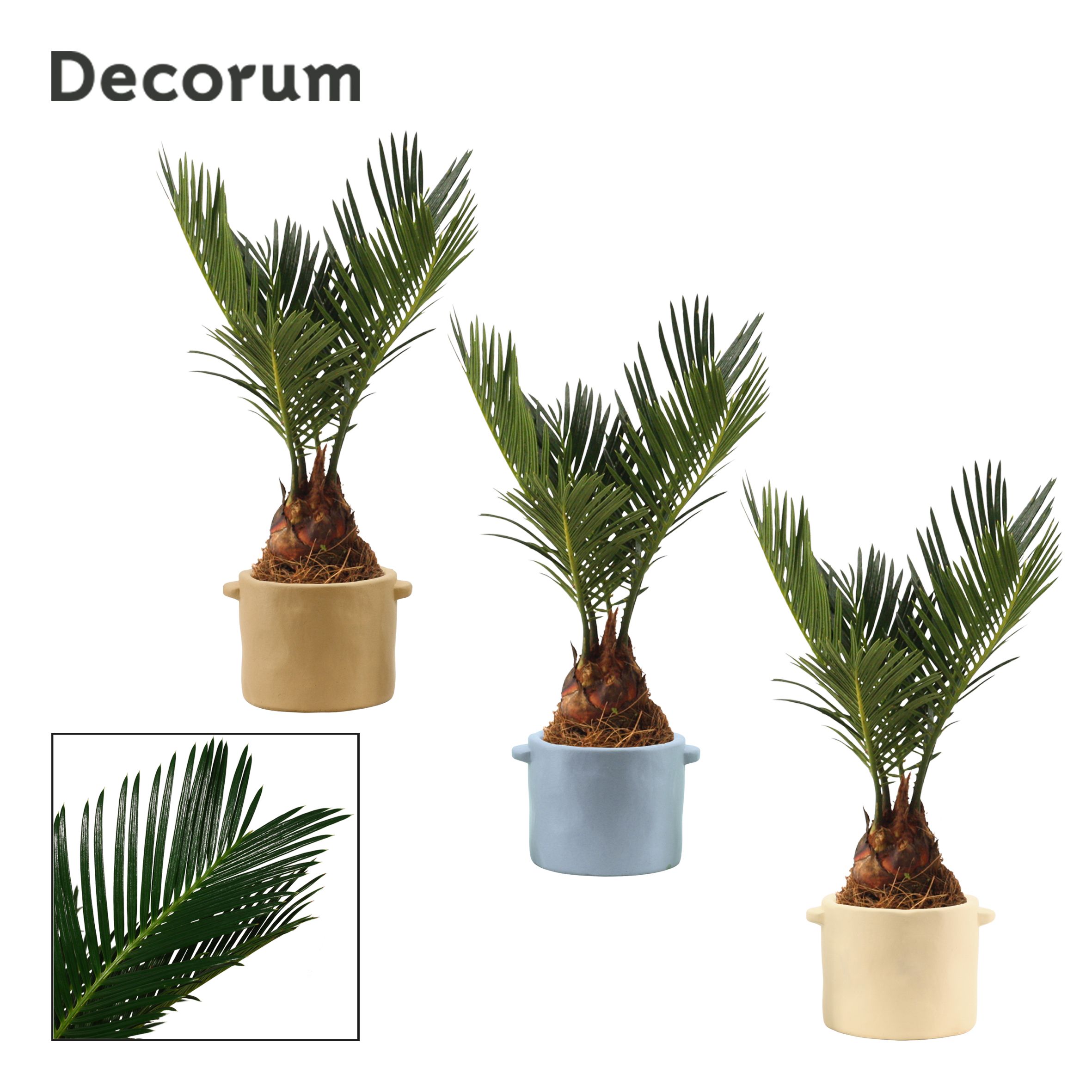 Cycas Revoluta 6 cm Decorum, 3+ veren in Charlotte (Nature world, D 6