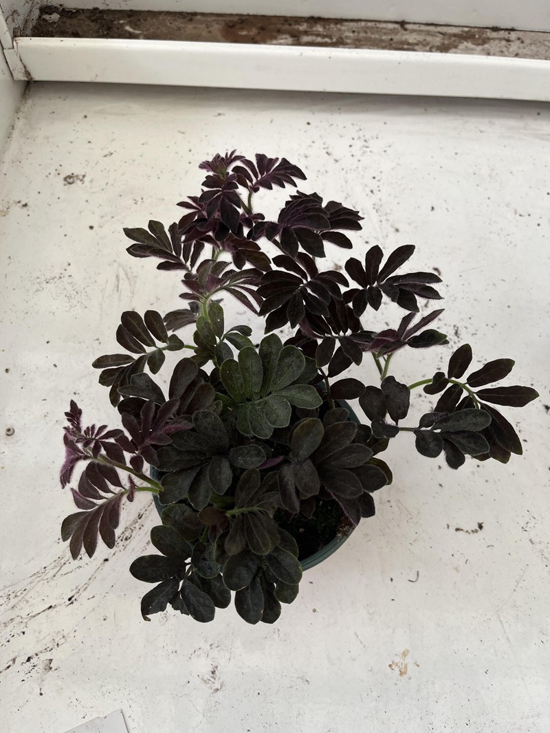 SOLANUM ULEANUM, D 12 cm