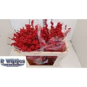 Илекс Красные ягоды 70, шт.