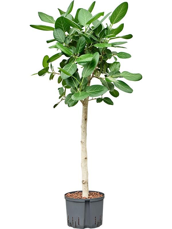Ficus benghalensis 'Audrey', D 25