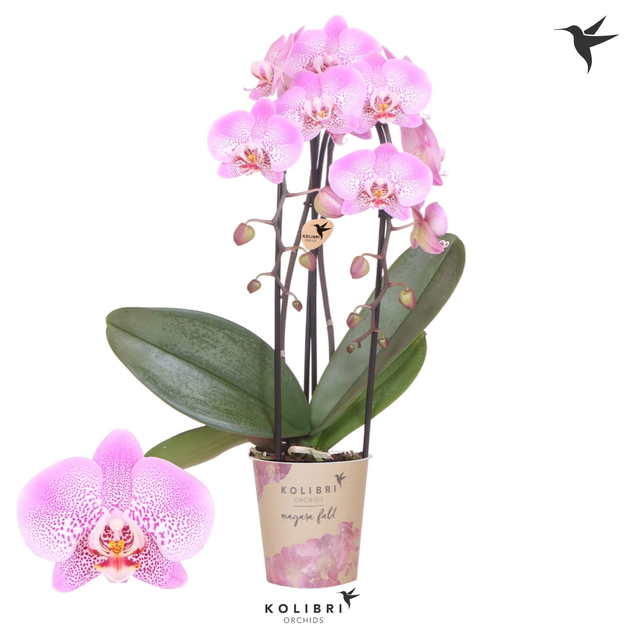 Kolibri Orchids Phalaenopsis Cascade Niagara Fall Jillion 2 spike, D 12