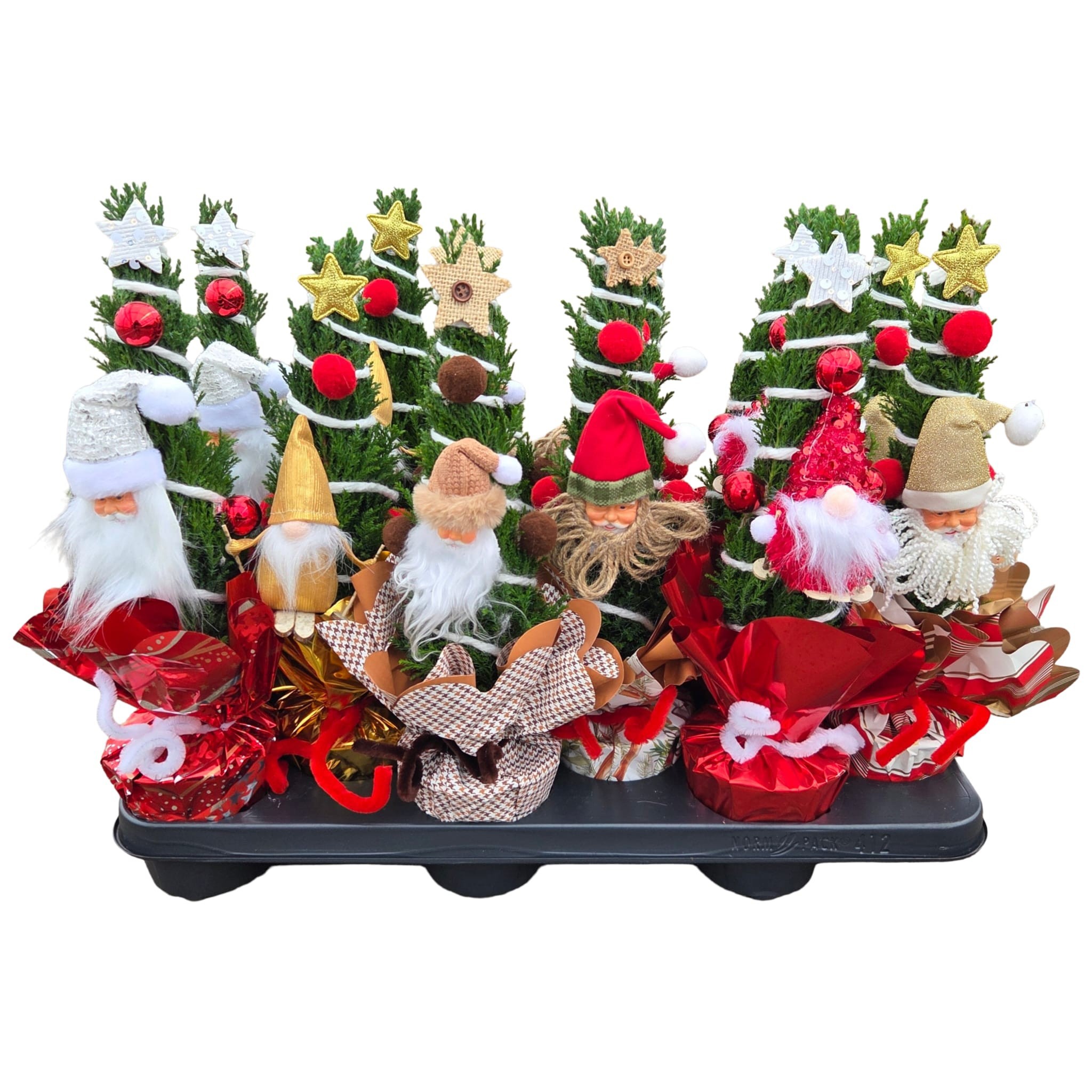 Christmas Puppets® - Chamaecyparis Ellwoodii, D 11