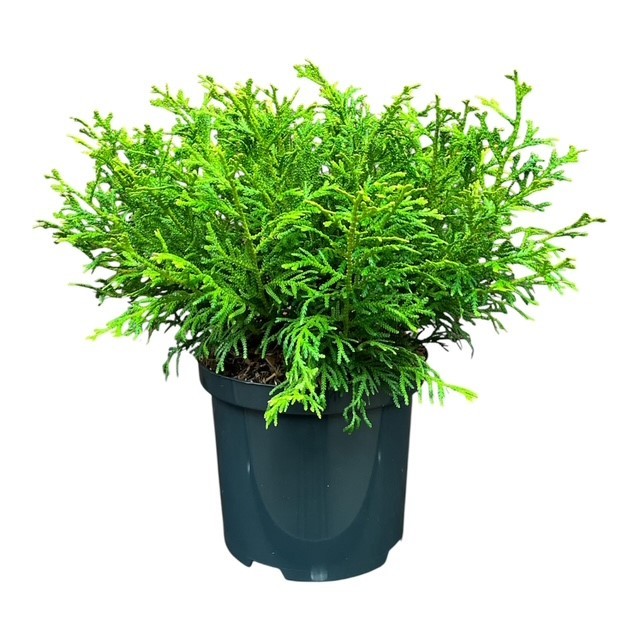 Thujopsis d. 'Nana', D 18