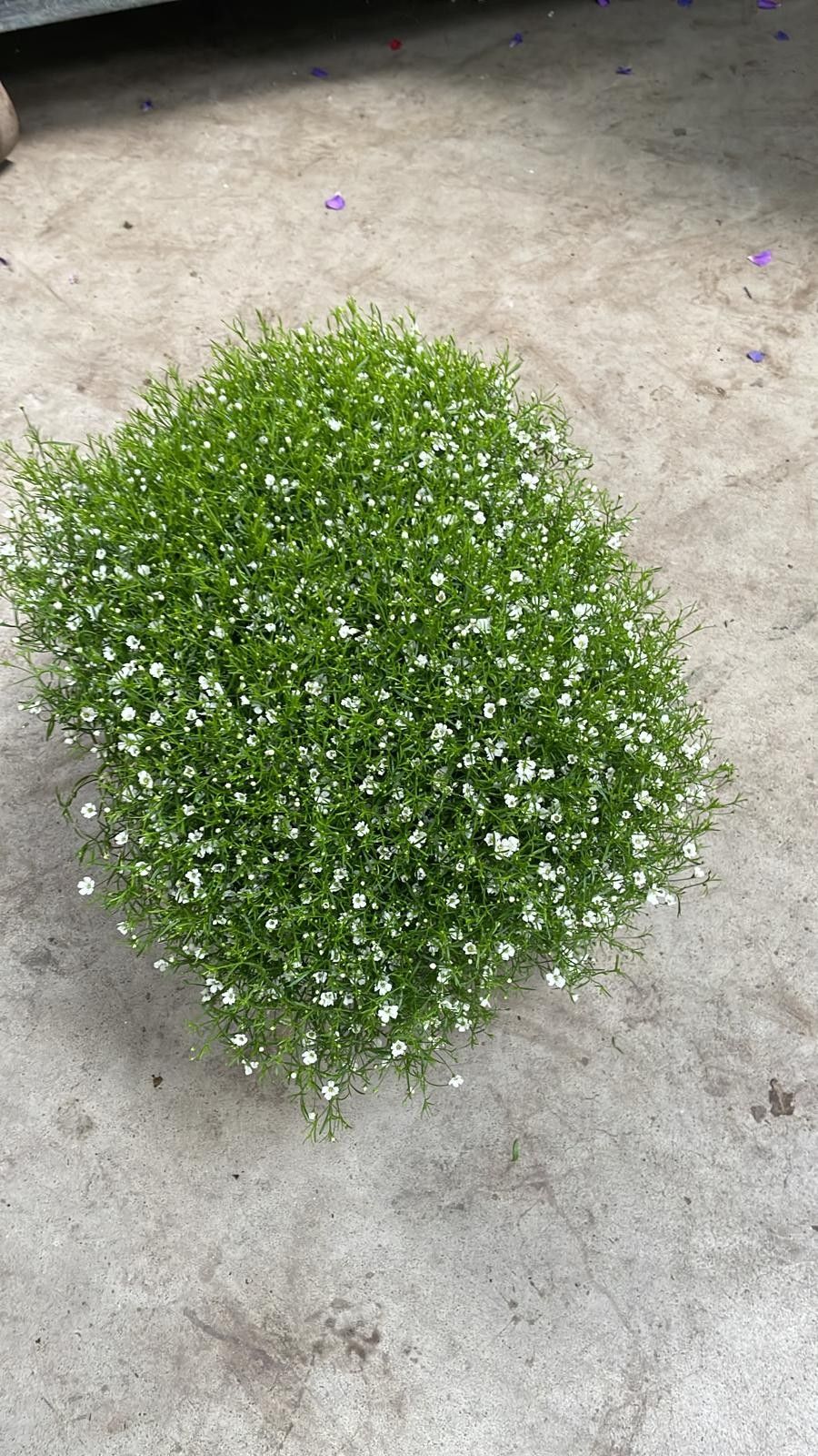 Gypsophila muralis 'Gypsy, tweekleurig, D 21