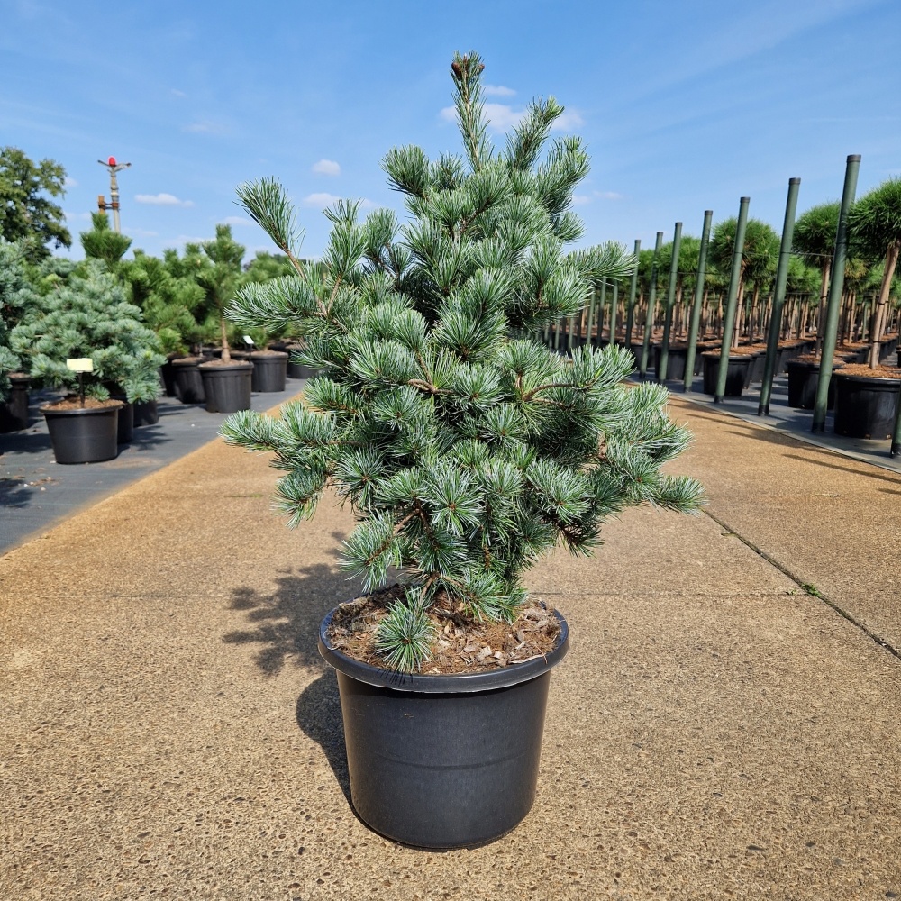 Pinus parviflora 'Negishi', D 31 cm