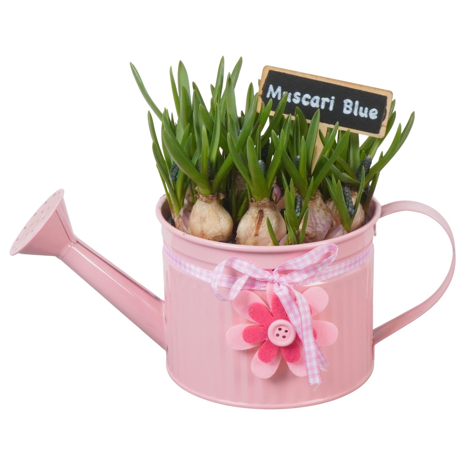 PTMB6134 Arrangement Muscari Blue in zink gieter, D 12