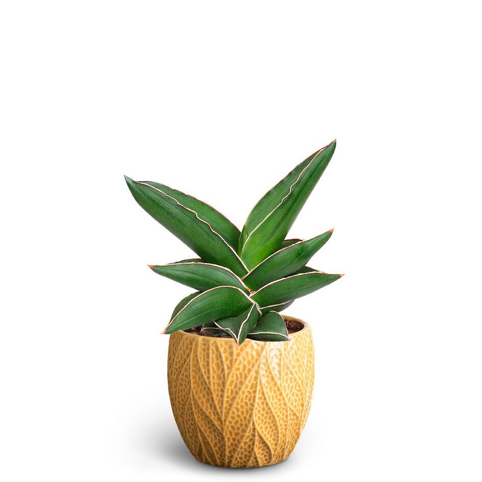 Leaf Tangerine, Samurai, D 10 cm Leaf Tangerine, Samurai, D 10 cm