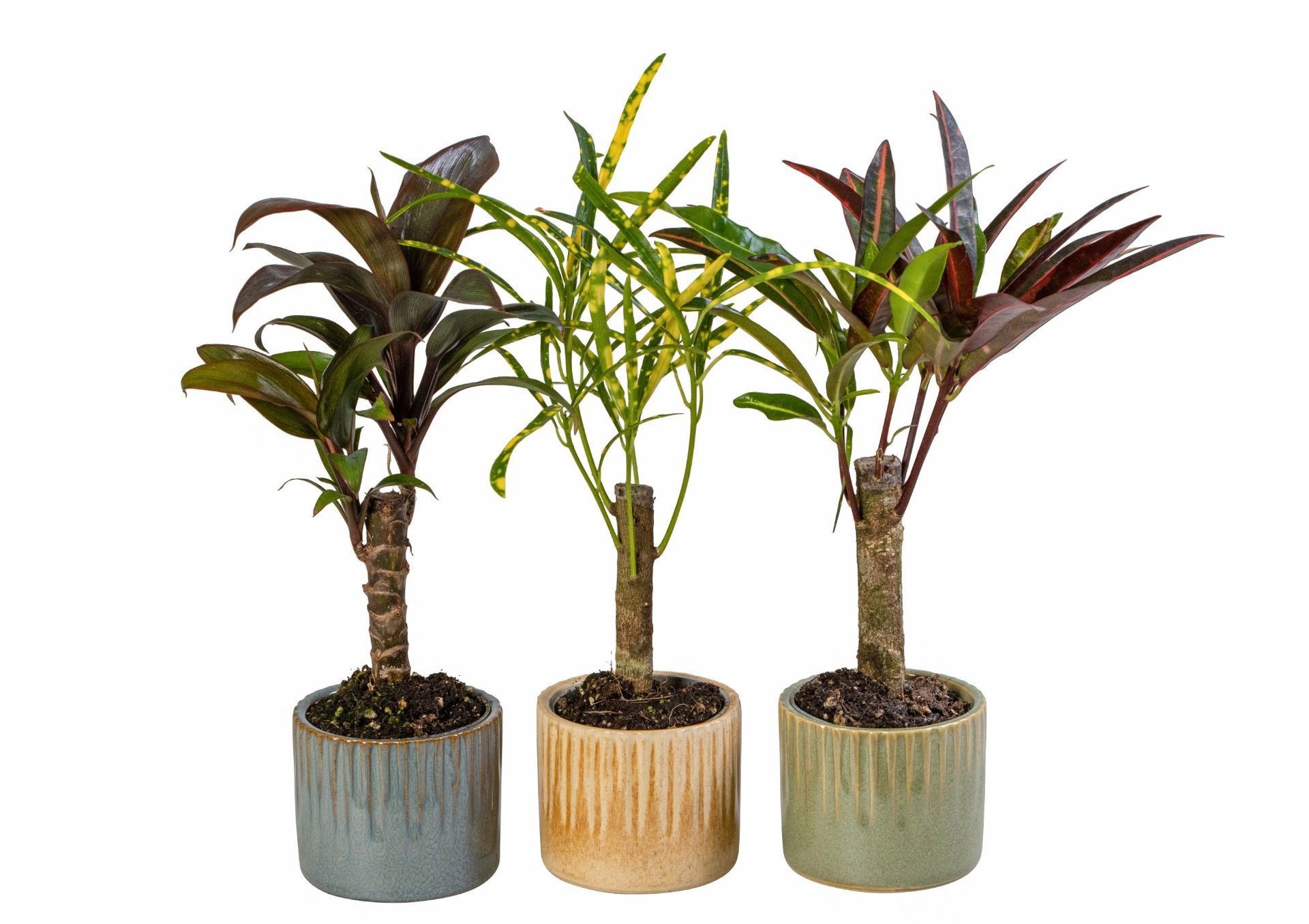 L 66033 With Cane Mix 6 cm, D 6