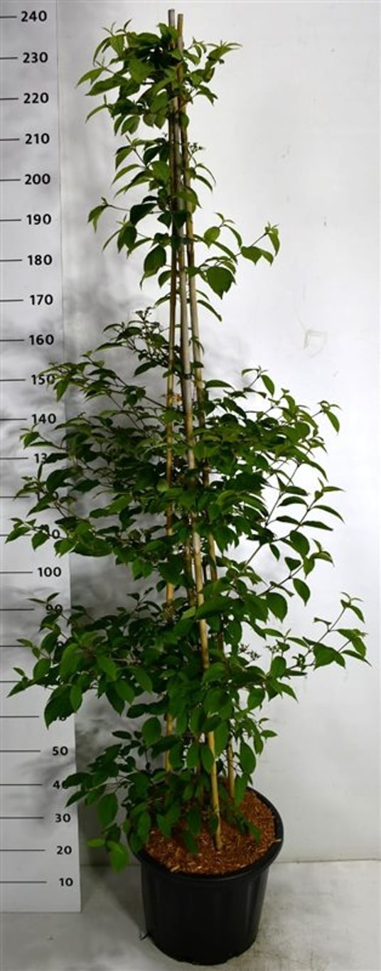 Viburnum plic. Kilimandjaro Sunrise, D 40