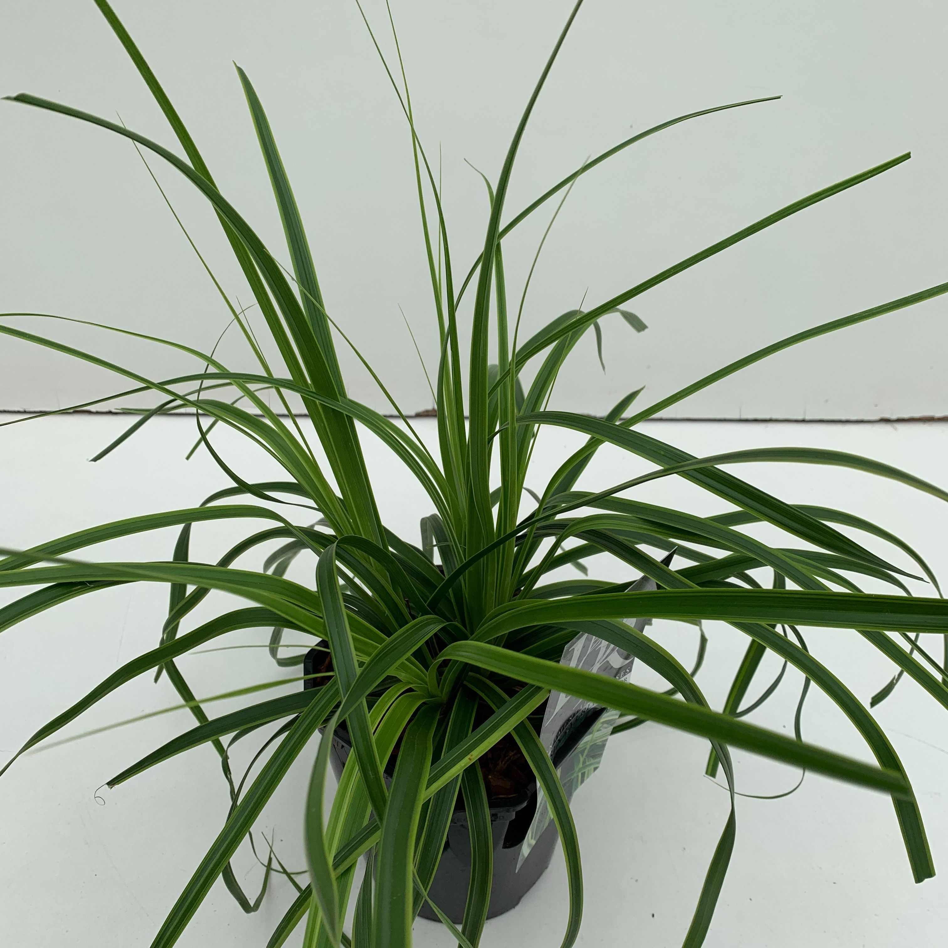 Carex 'Everlime', D 17