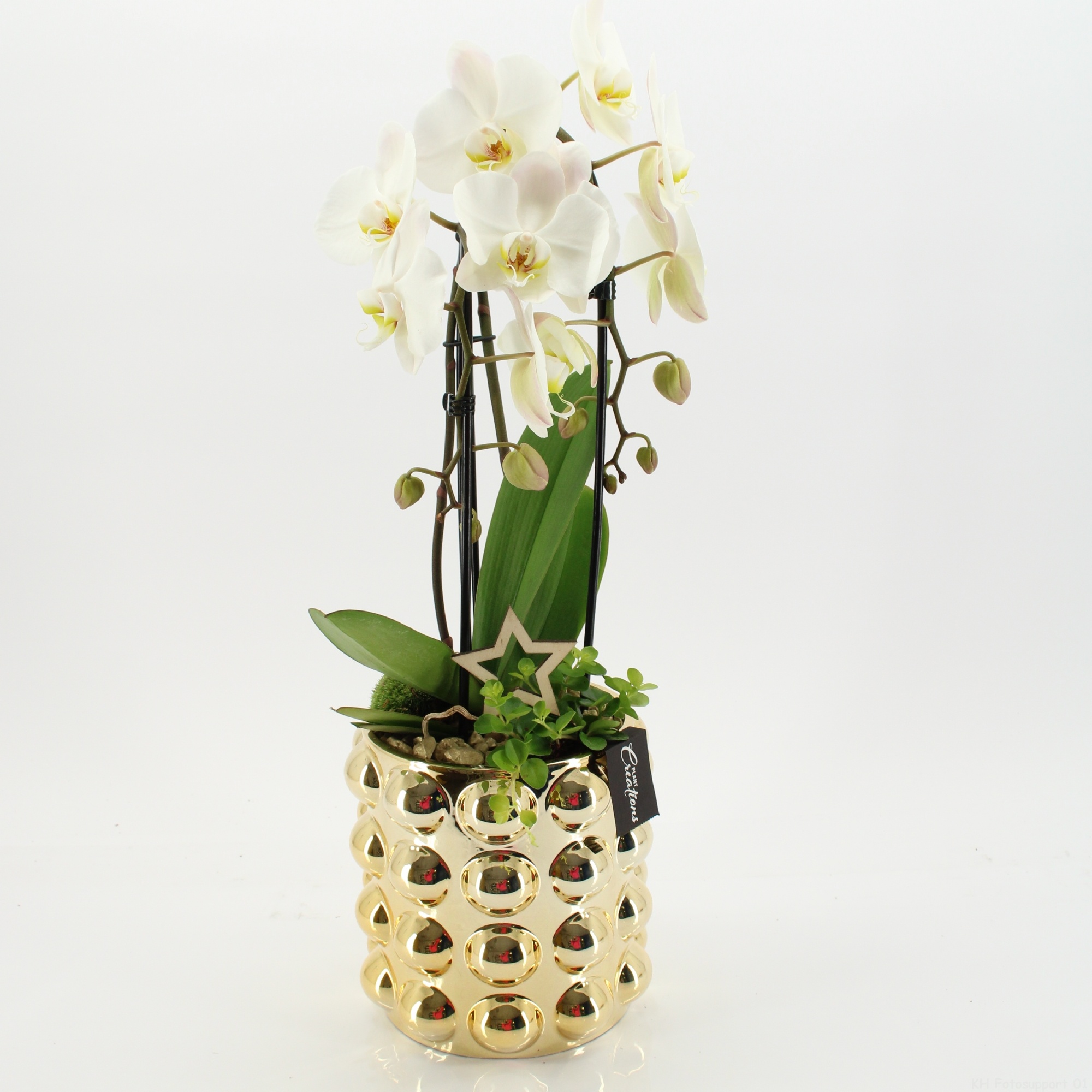 LICR-2521 Limited Phalaenopsis Xmas, D 18 cm LICR-2521 Limited Phalaenopsis Xmas, D 18 cm