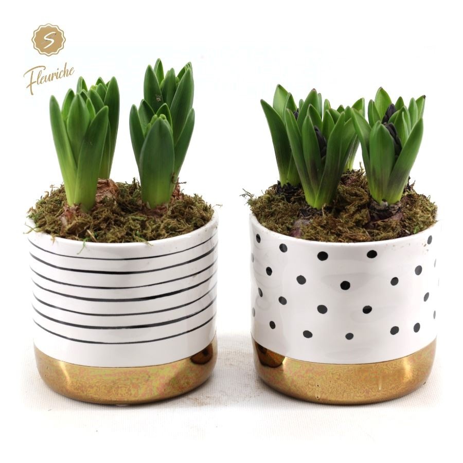 (3613) Hyacint Stripes & Dots [L] 3PP Mos, D 14 cm